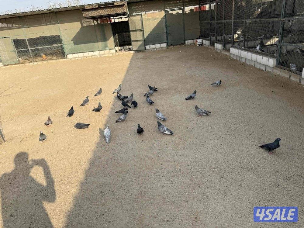 وقواق عدد حول ٧٥  البيع جمله   الاستلام مزارع الوفرة0