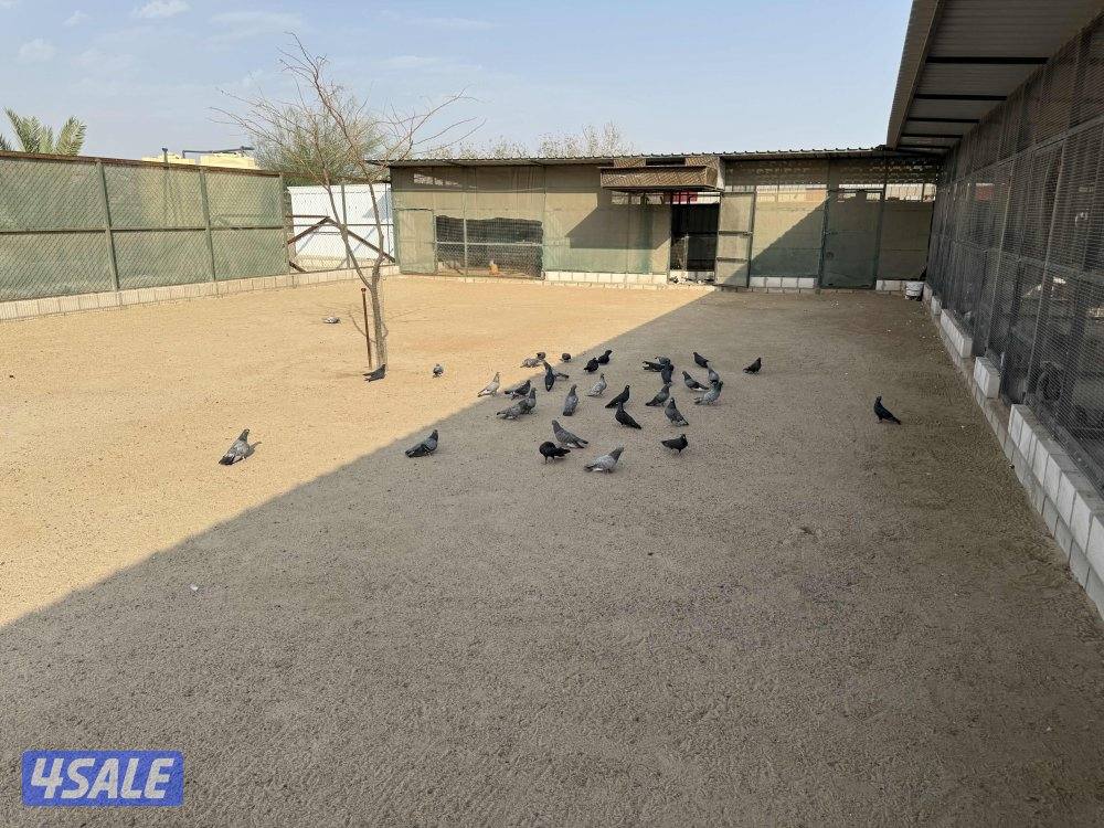 وقواق عدد حول ٧٥  البيع جمله   الاستلام مزارع الوفرة1