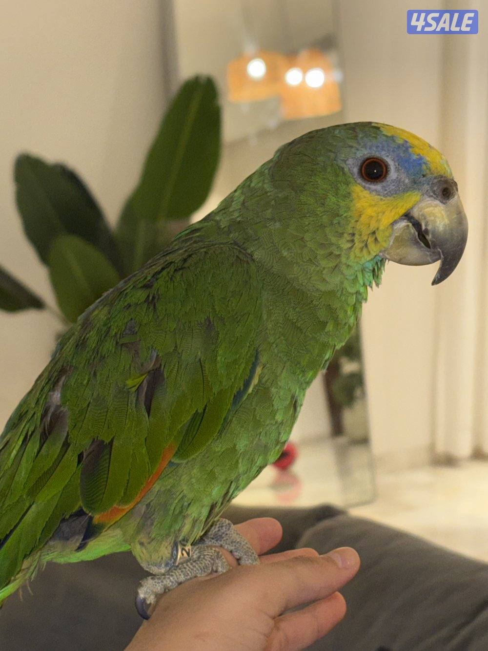 أمازون للبيع ربوه0