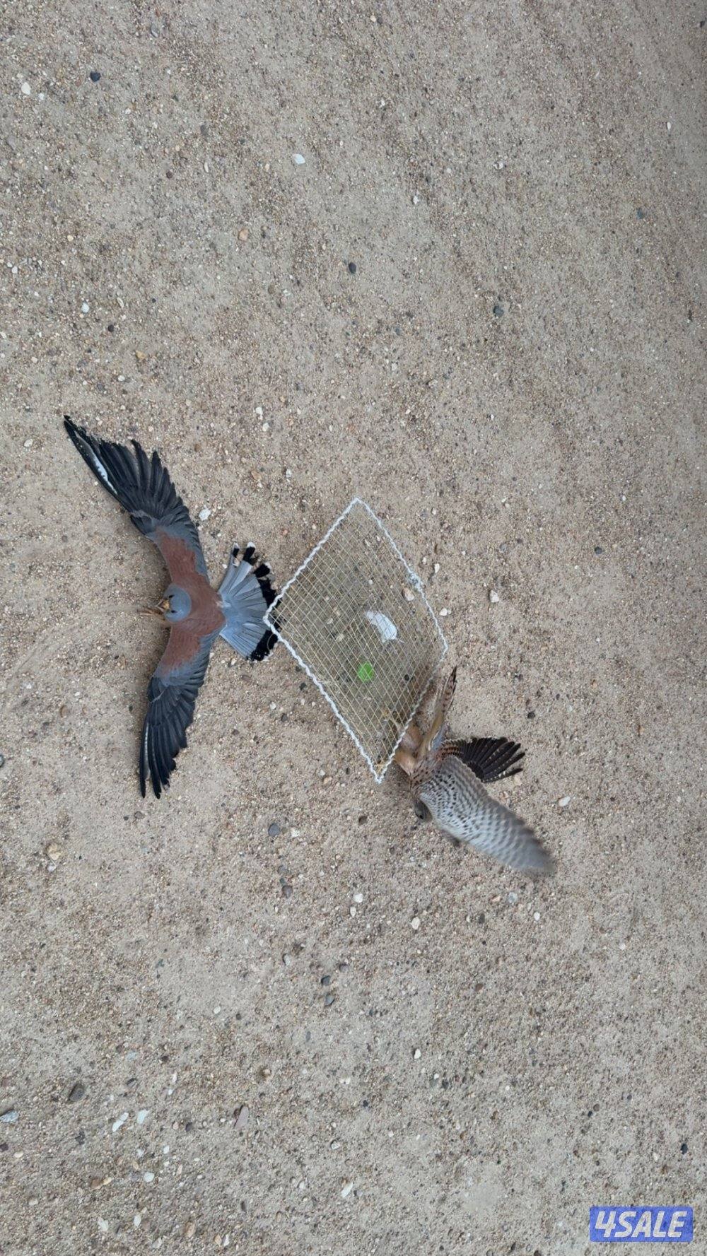 حميميـجات وترمـات0