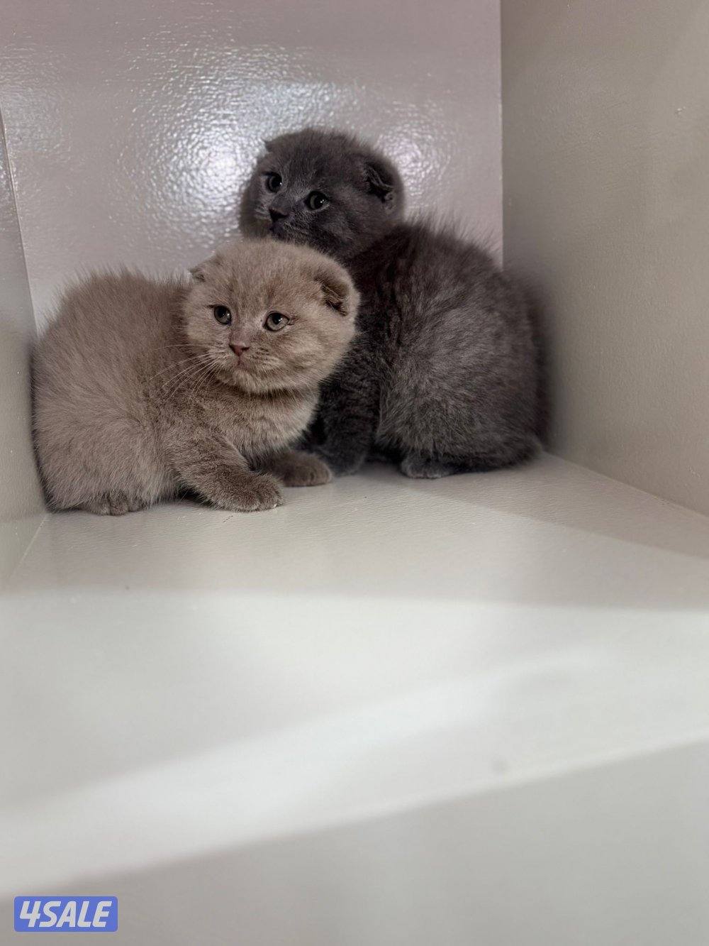 سكوتش فولد ليلاك ورمادي0