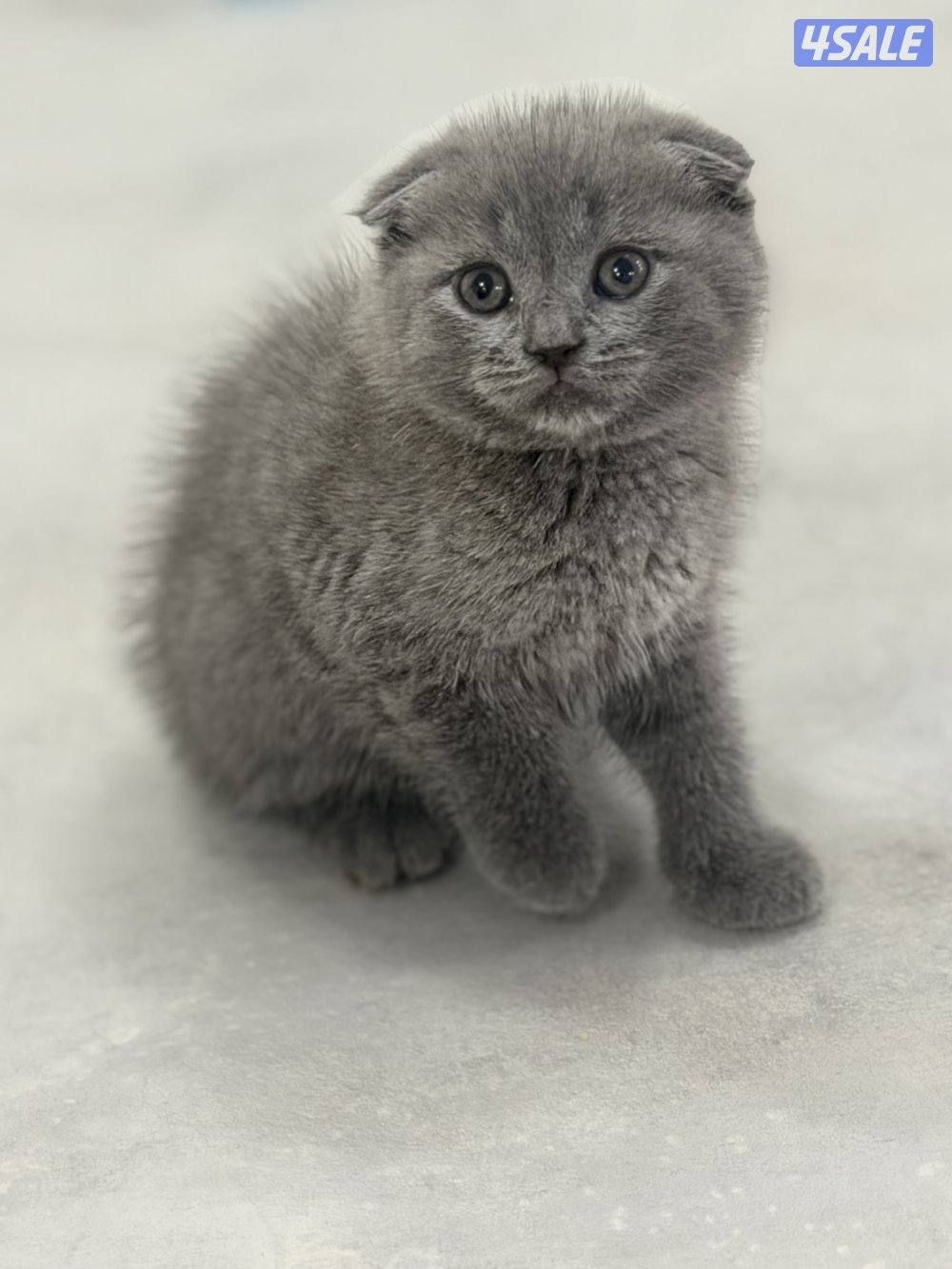 سكوتش فولد ليلاك ورمادي2