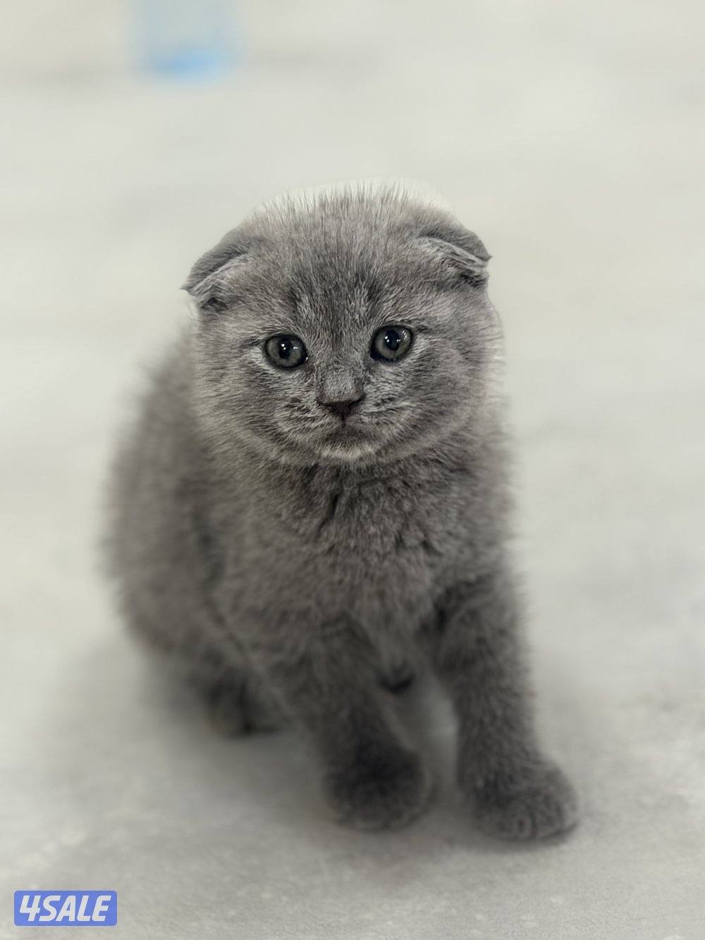 سكوتش فولد ليلاك ورمادي3