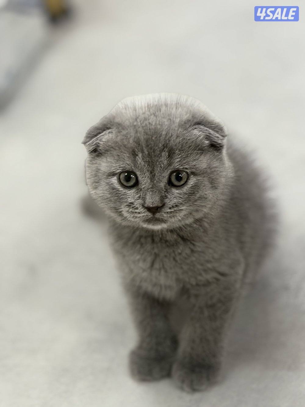 سكوتش فولد ليلاك ورمادي4