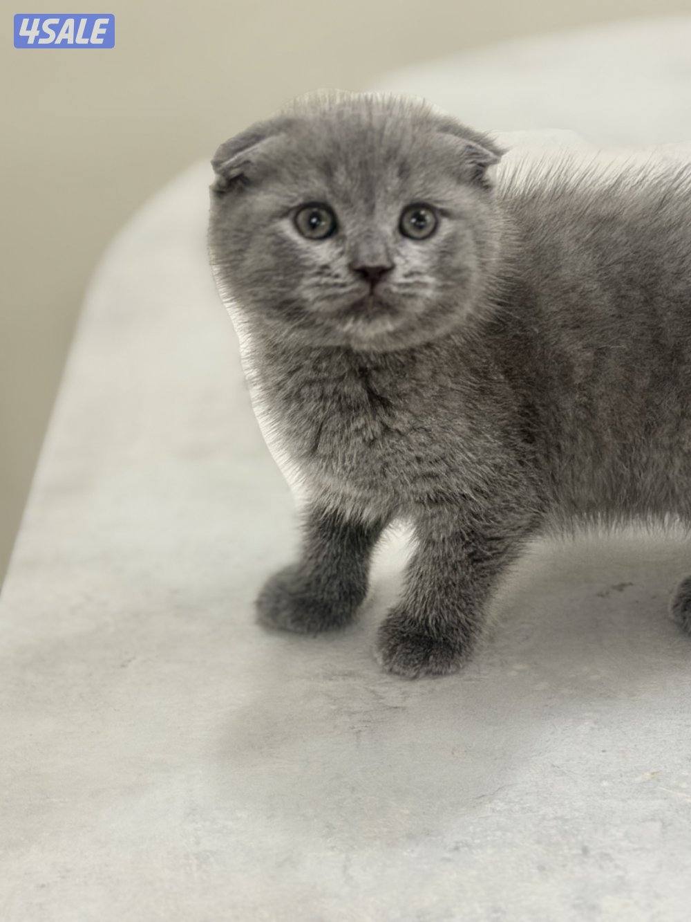 سكوتش فولد ليلاك ورمادي5