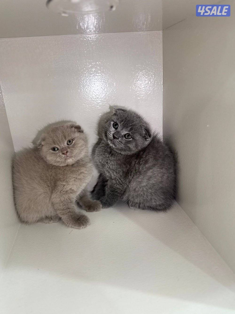 سكوتش فولد ليلاك ورمادي7