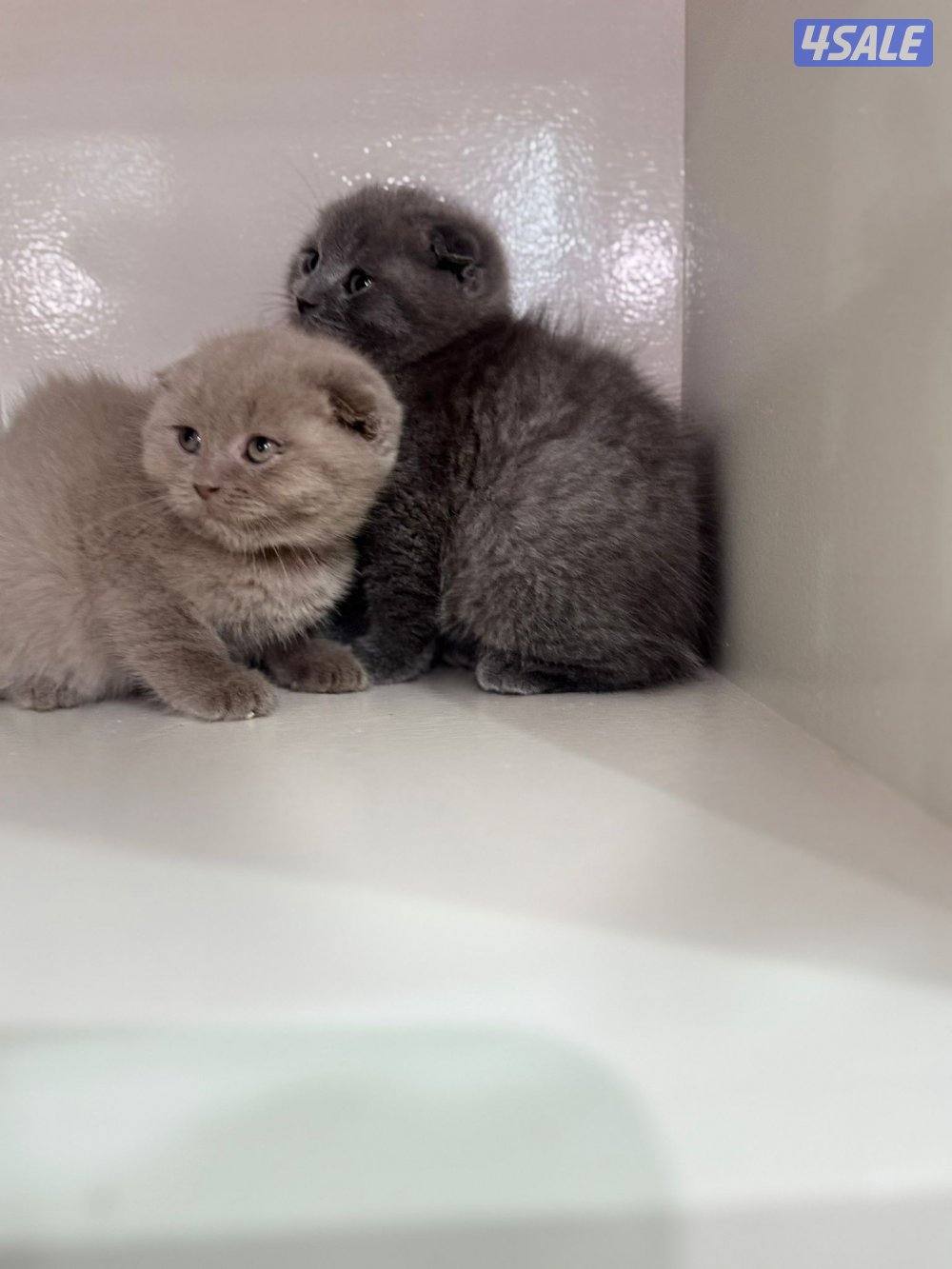 سكوتش فولد ليلاك ورمادي9