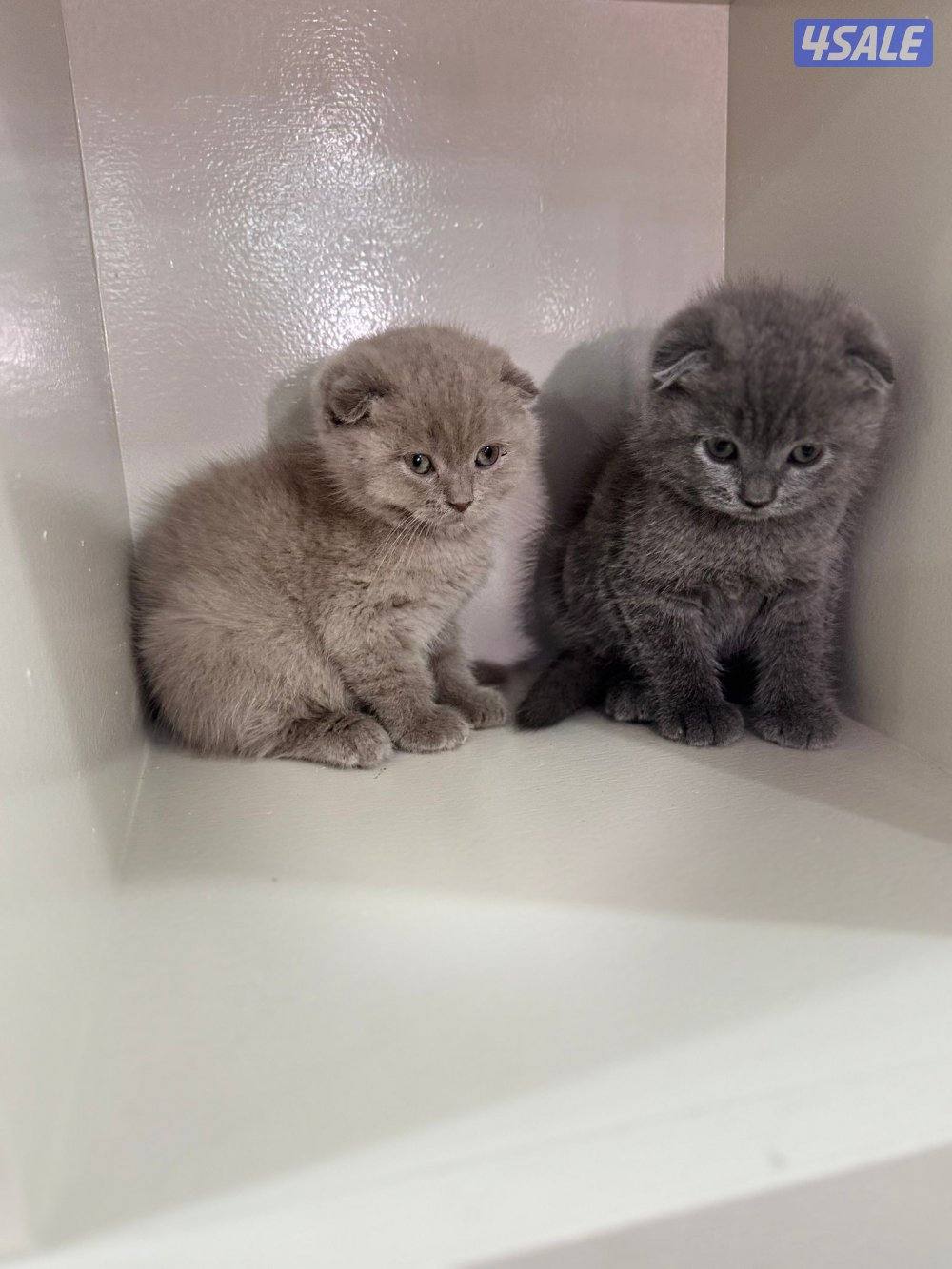 سكوتش فولد ليلاك ورمادي10