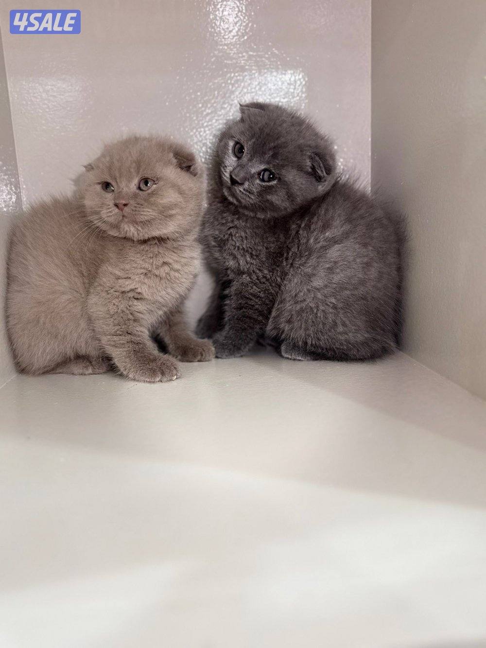 سكوتش فولد ليلاك ورمادي11