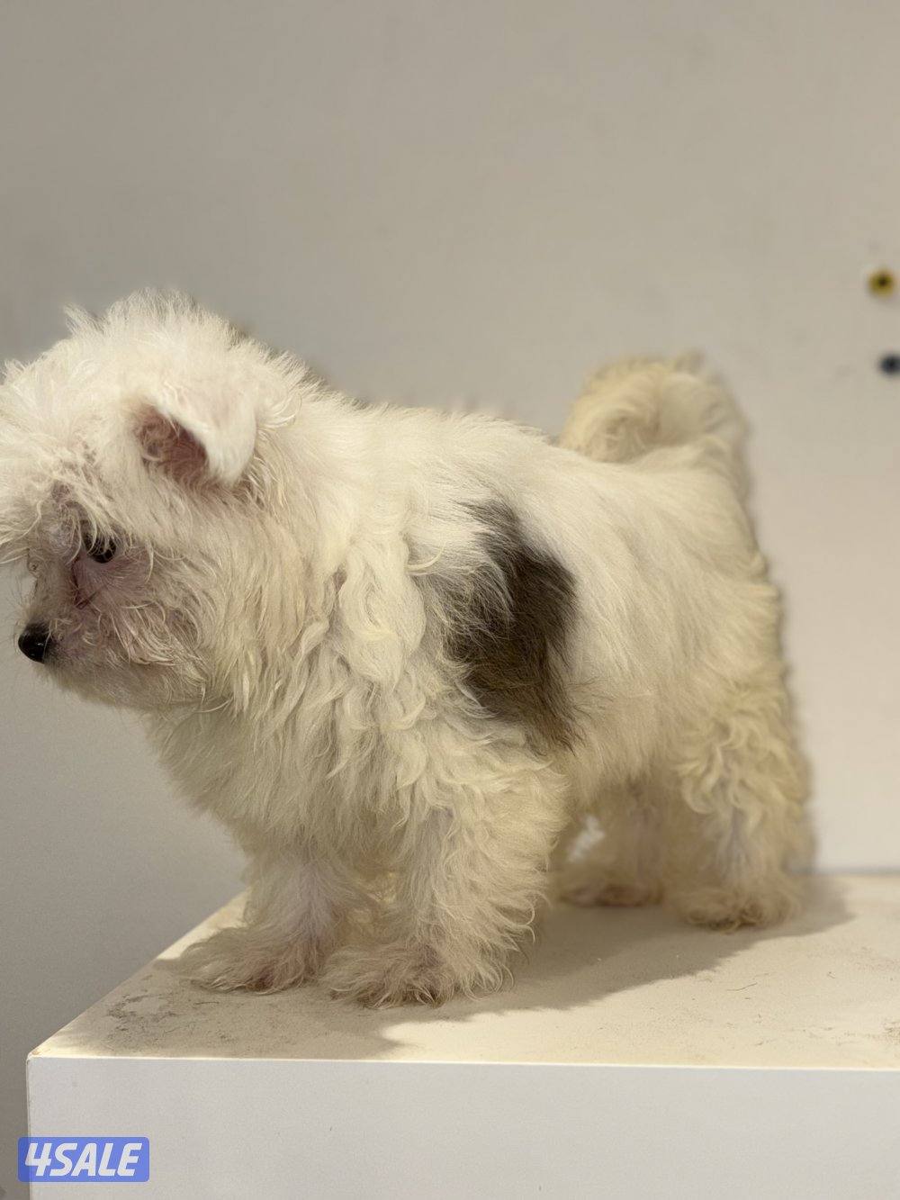 ثلاث كلاب تي كب الميني يعني الأنواع الي ما تكبر بالحجم0