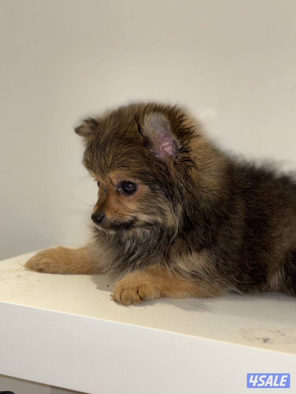 ثلاث كلاب تي كب الميني يعني الأنواع الي ما تكبر بالحجم1