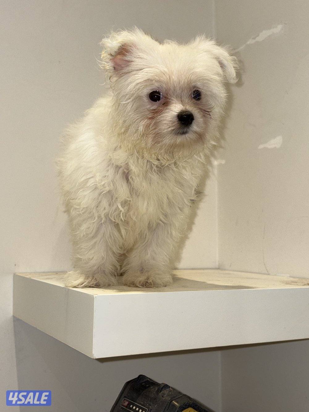 ثلاث كلاب تي كب الميني يعني الأنواع الي ما تكبر بالحجم2