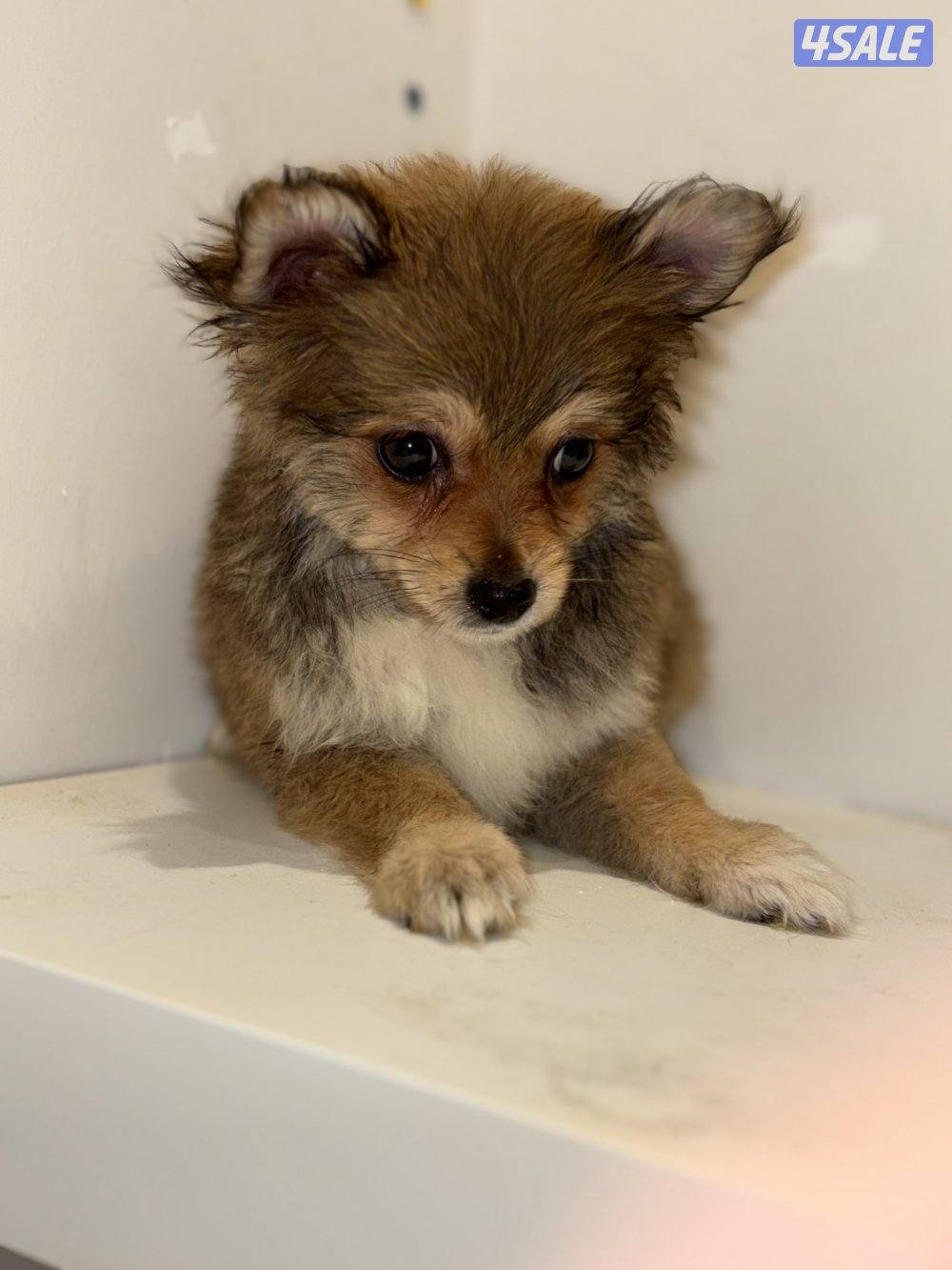 ثلاث كلاب تي كب الميني يعني الأنواع الي ما تكبر بالحجم3