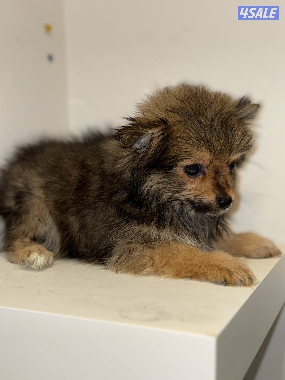 ثلاث كلاب تي كب الميني يعني الأنواع الي ما تكبر بالحجم4