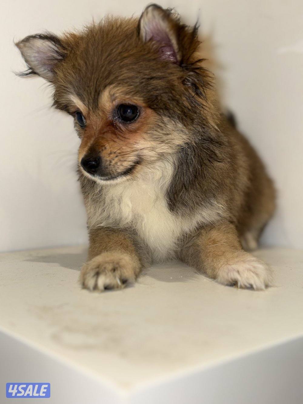 ثلاث كلاب تي كب الميني يعني الأنواع الي ما تكبر بالحجم5