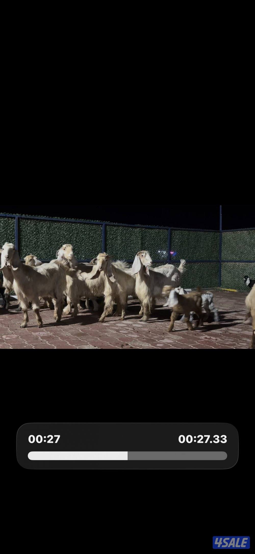 معزا عوارض كريميات العداد 10 فيها 6 مطافيل واربعه مضريع وفيها دفيع0