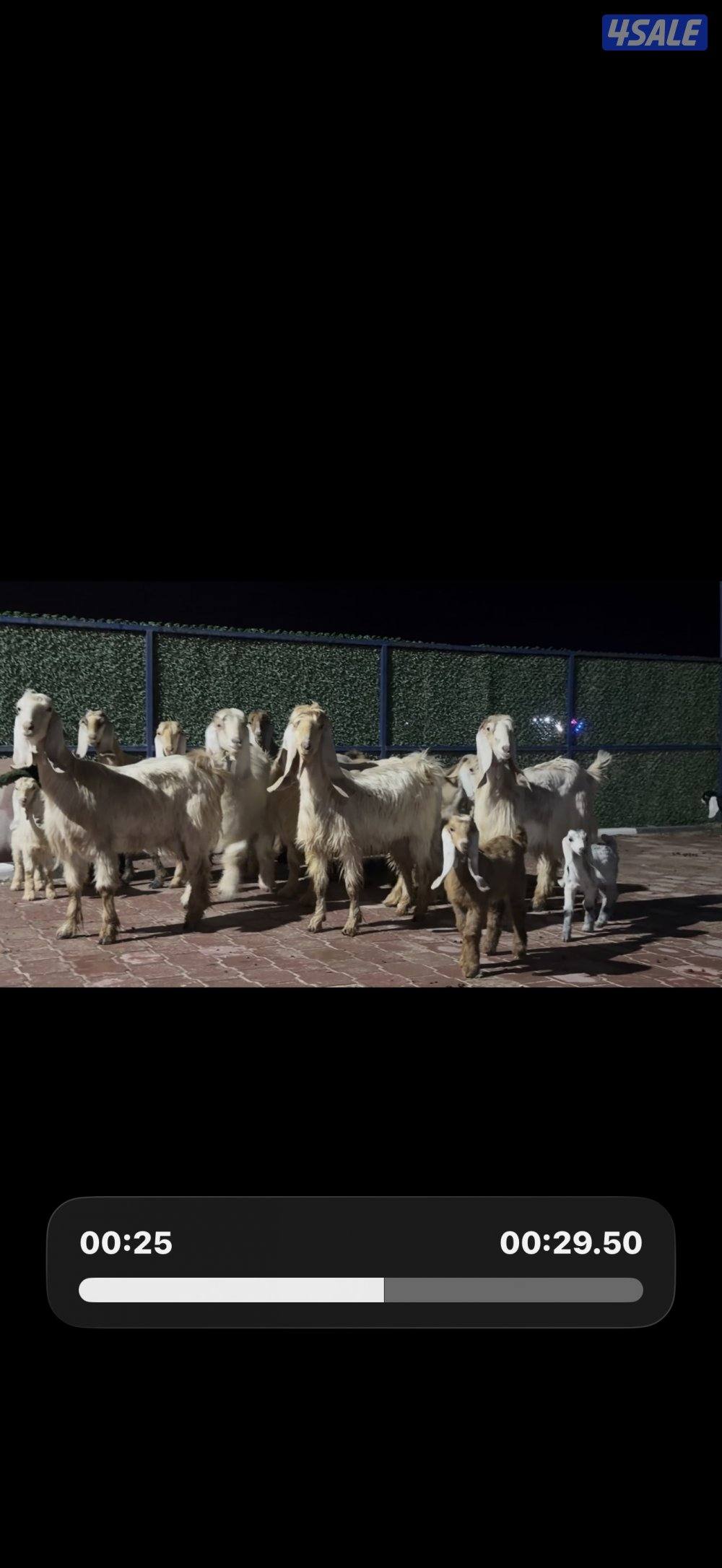 معزا عوارض كريميات العداد 10 فيها 6 مطافيل واربعه مضريع وفيها دفيع1