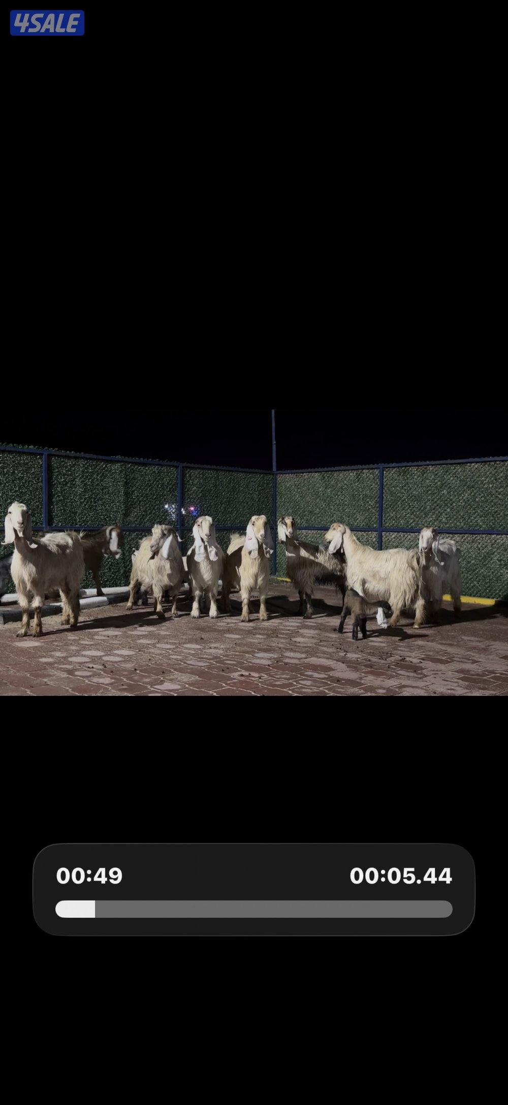 معزا عوارض كريميات العداد 10 فيها 6 مطافيل واربعه مضريع وفيها دفيع2