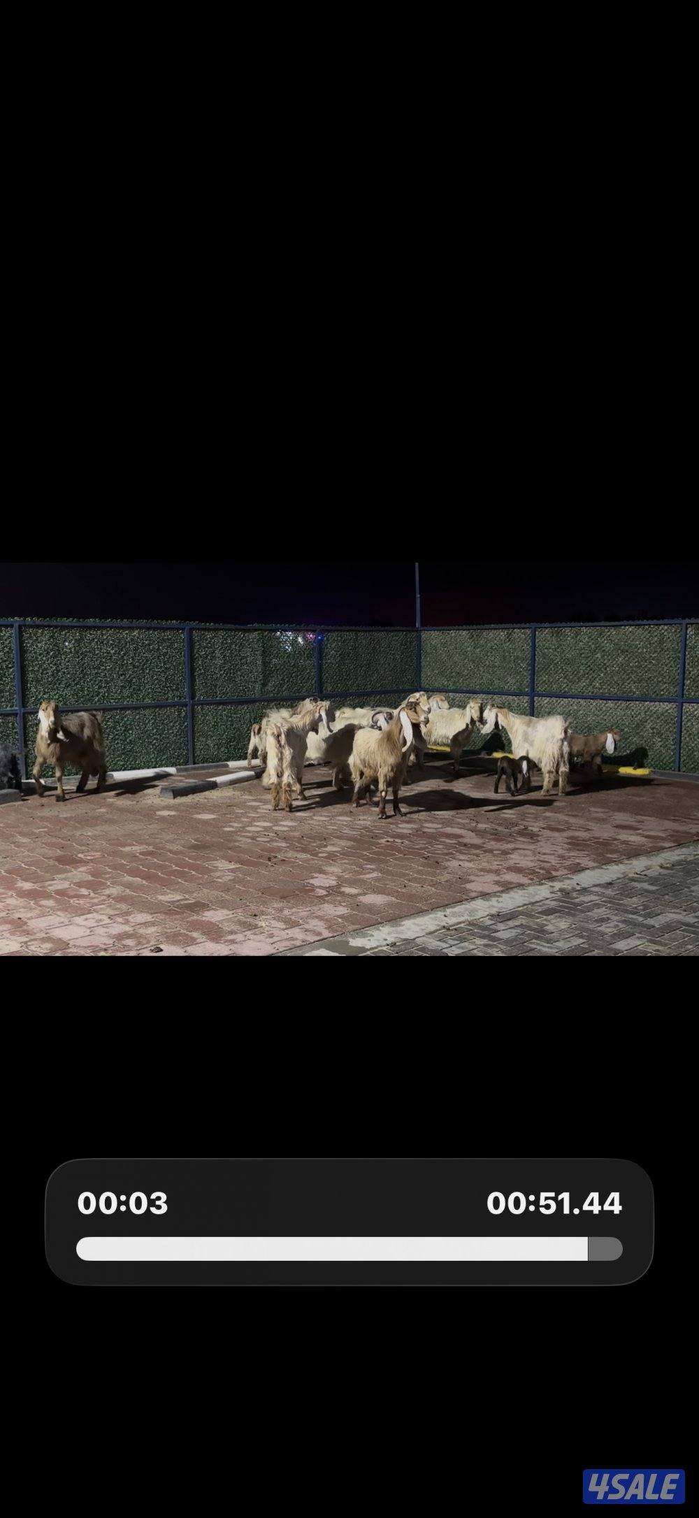 معزا عوارض كريميات العداد 10 فيها 6 مطافيل واربعه مضريع وفيها دفيع3