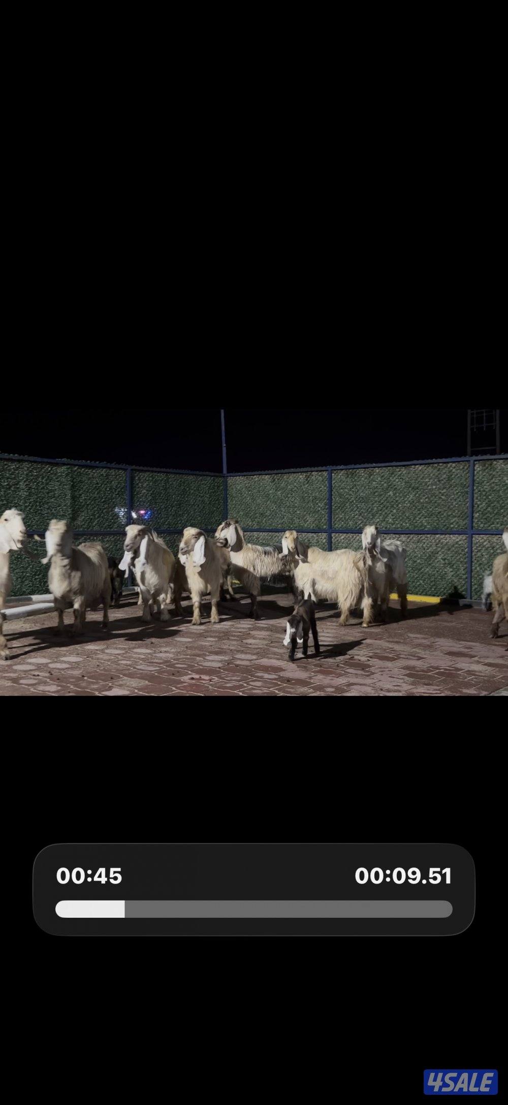 معزا عوارض كريميات العداد 10 فيها 6 مطافيل واربعه مضريع وفيها دفيع4