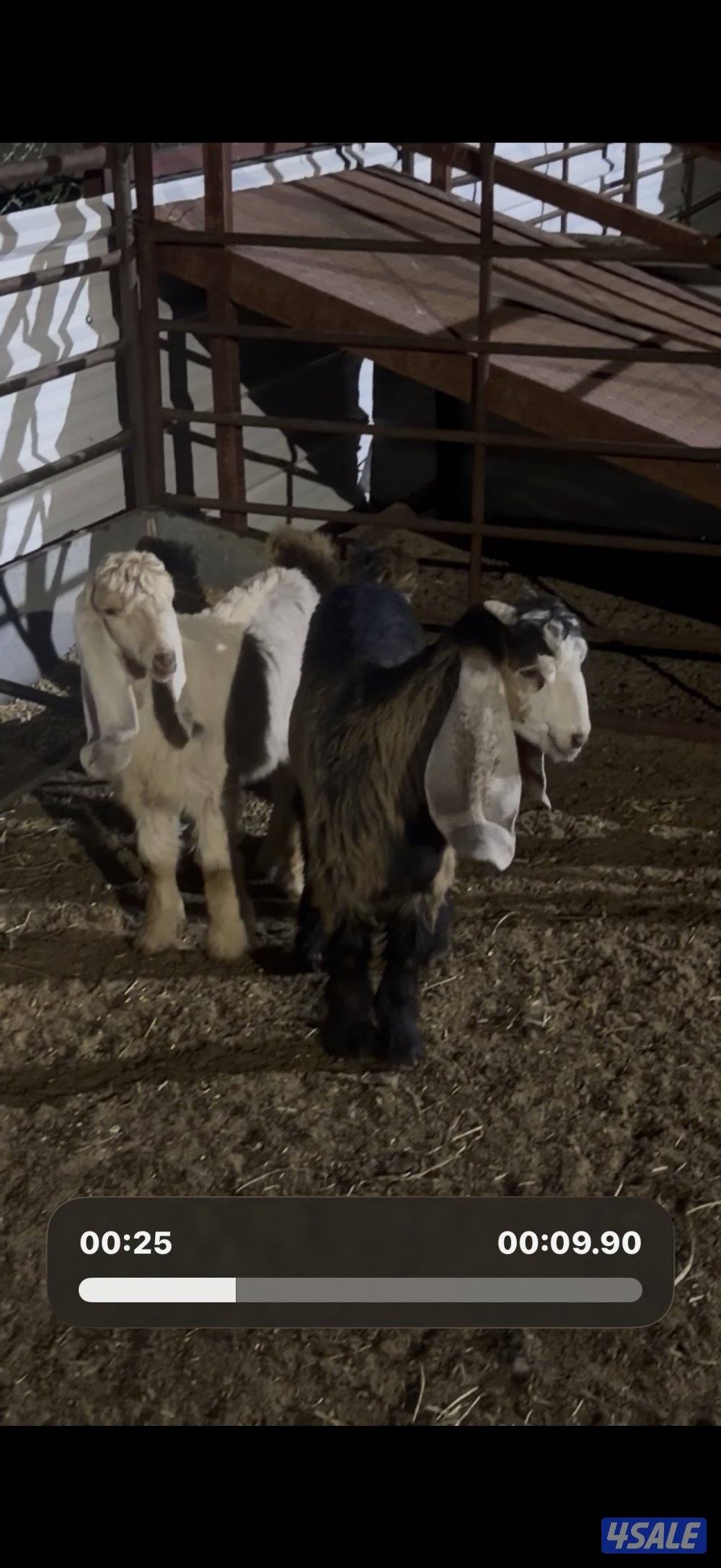 معزا عوارض كريميات العداد 10 فيها 6 مطافيل واربعه مضريع وفيها دفيع5