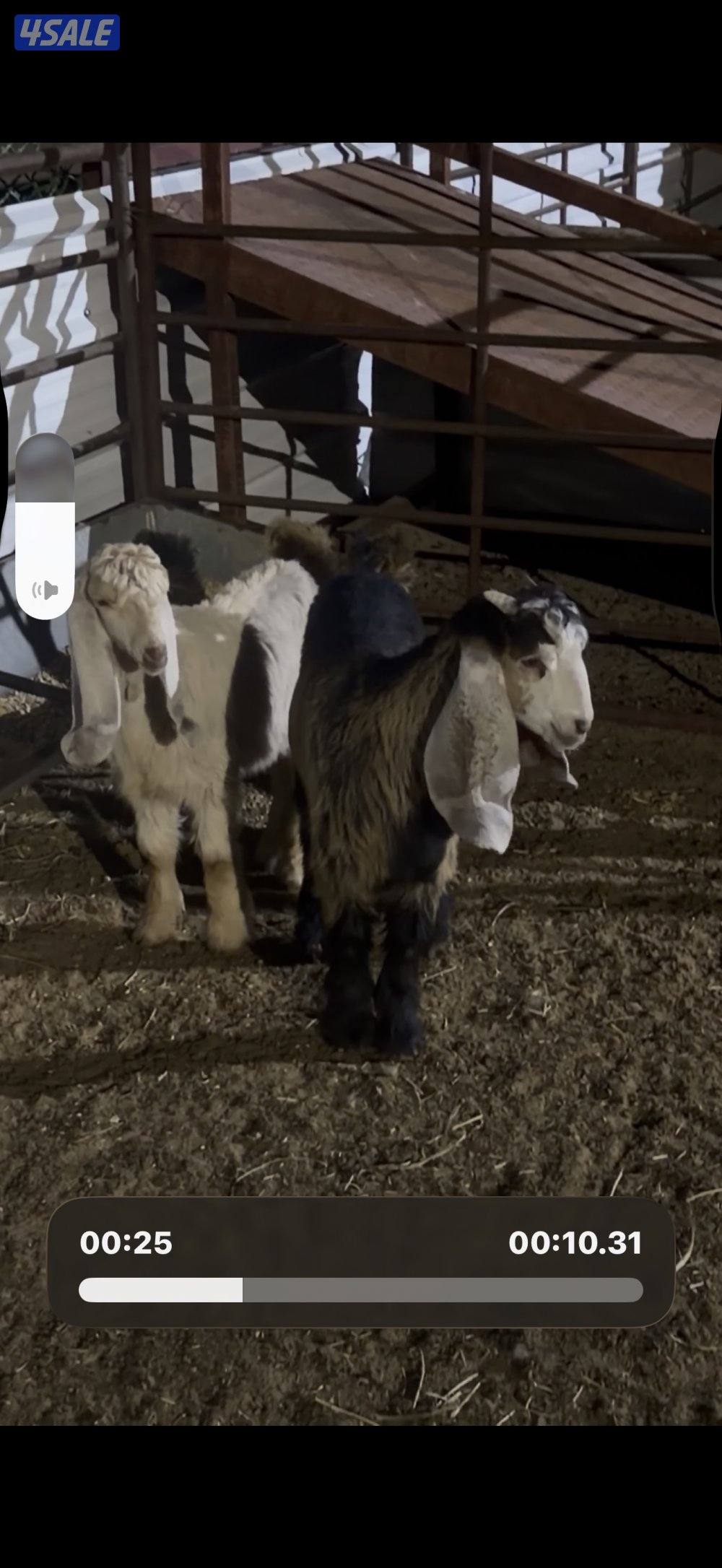 معزا عوارض كريميات العداد 10 فيها 6 مطافيل واربعه مضريع وفيها دفيع6