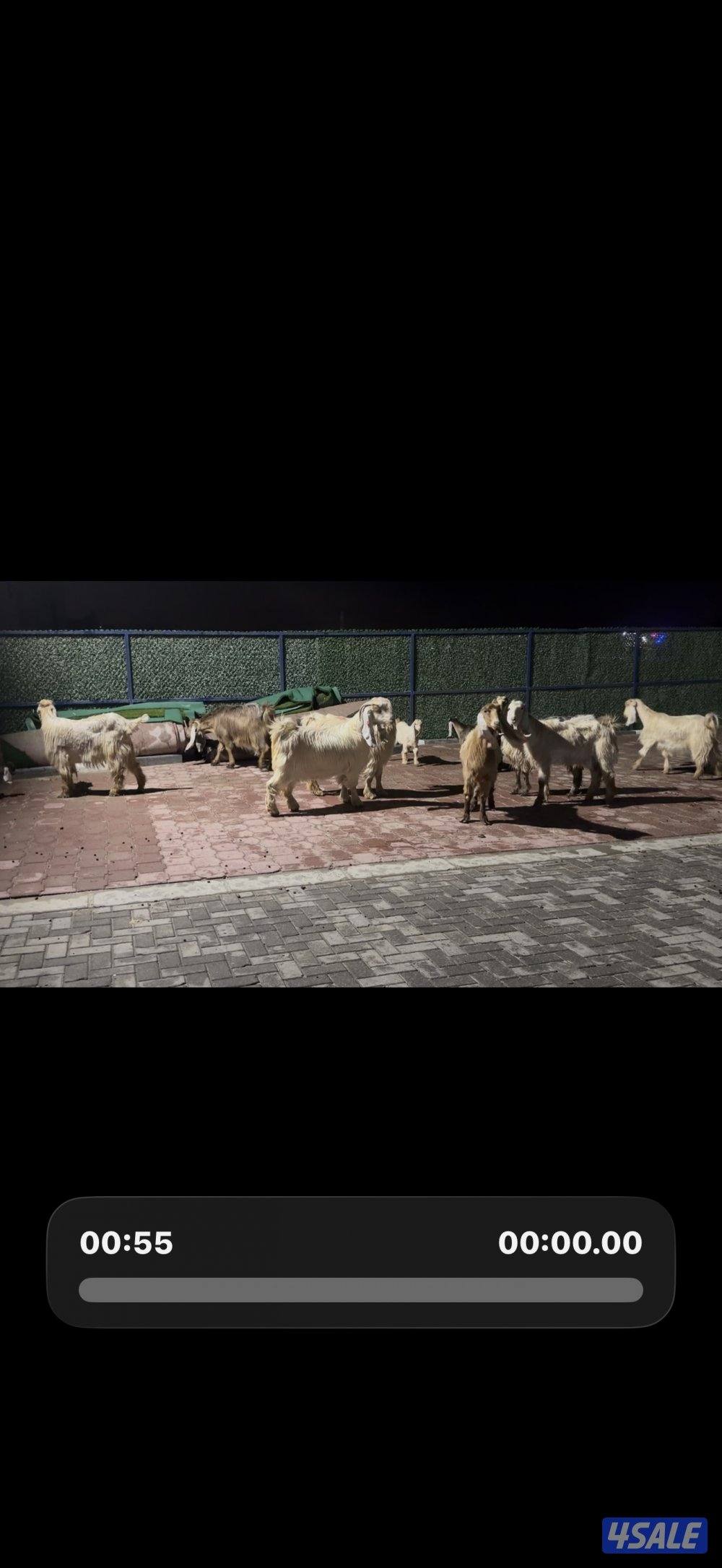 معزا عوارض كريميات العداد 10 فيها 6 مطافيل واربعه مضريع وفيها دفيع9