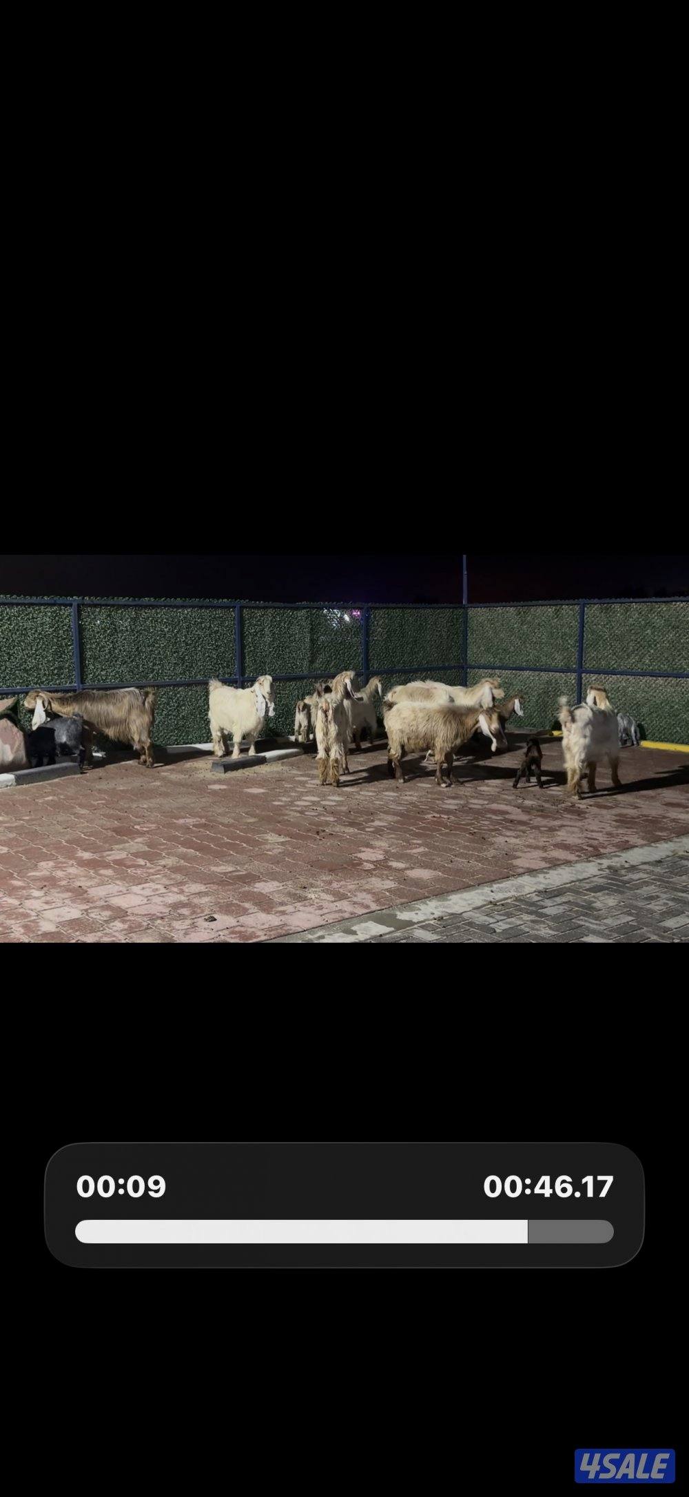 معزا عوارض كريميات العداد 10 فيها 6 مطافيل واربعه مضريع وفيها دفيع10