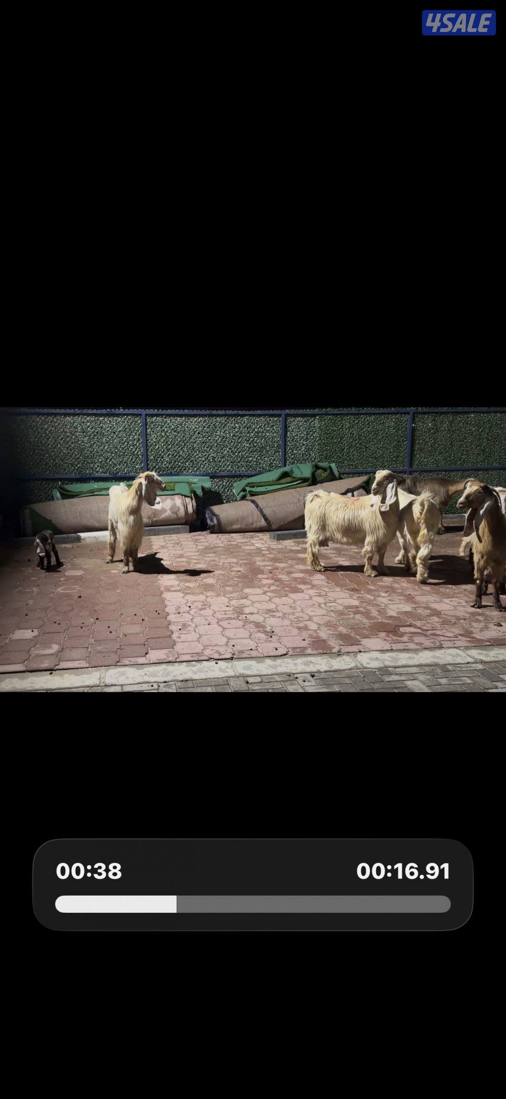 معزا عوارض كريميات العداد 10 فيها 6 مطافيل واربعه مضريع وفيها دفيع11