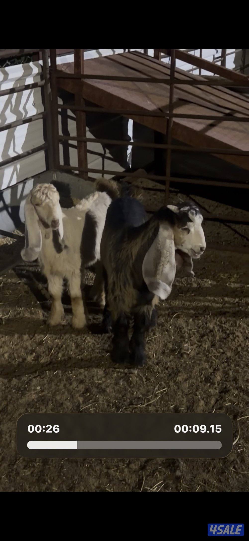 معزا عوارض كريميات العداد 10 فيها 6 مطافيل واربعه مضريع وفيها دفيع12