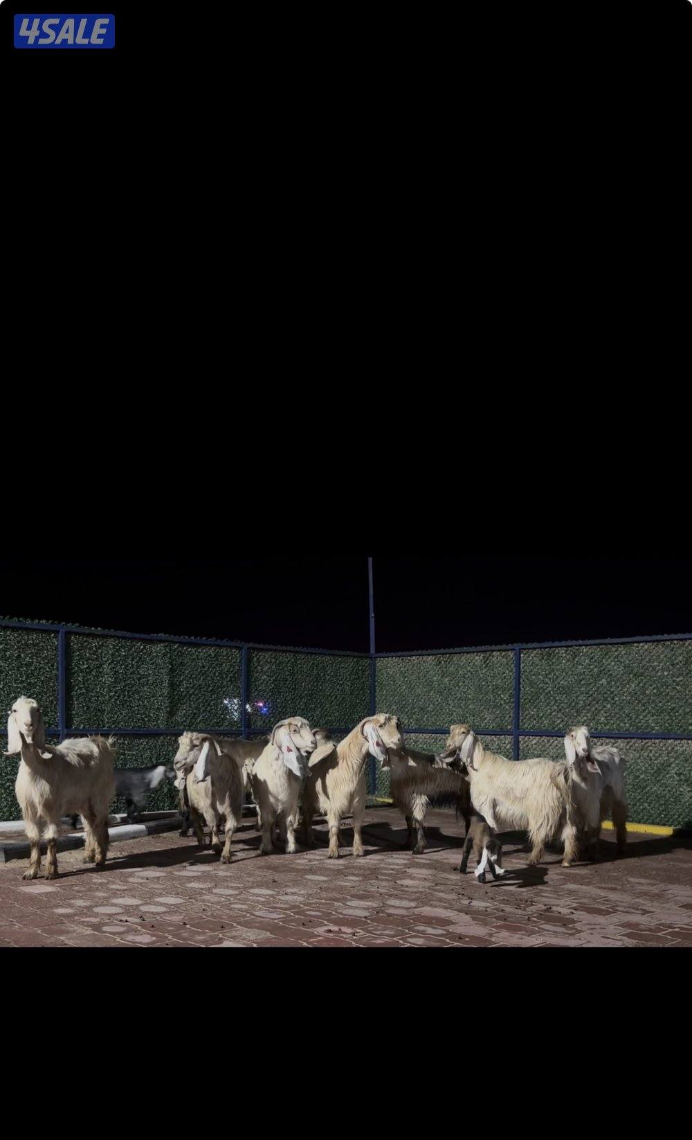 معزا عوارض كريميات العداد 10 فيها 6 مطافيل واربعه مضريع وفيها دفيع13