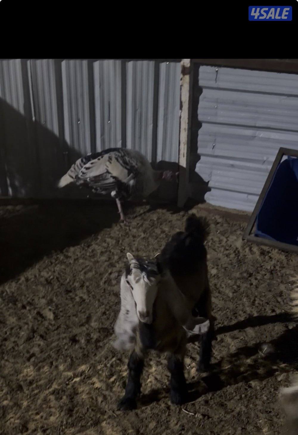 معزا عوارض كريميات العداد 10 فيها 6 مطافيل واربعه مضريع وفيها دفيع14