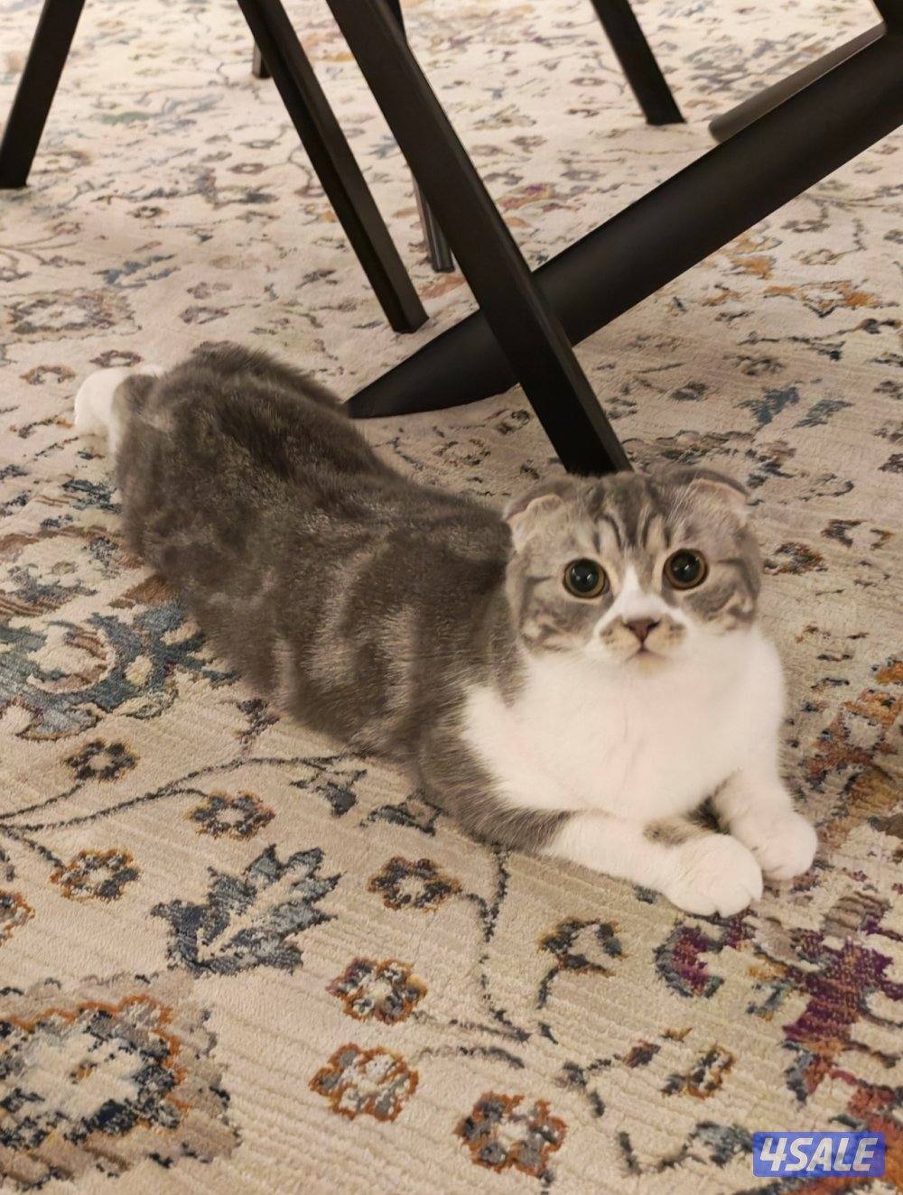 للتبني بدون اغراض0