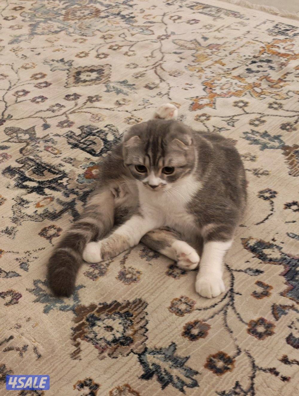 للتبني بدون اغراض1