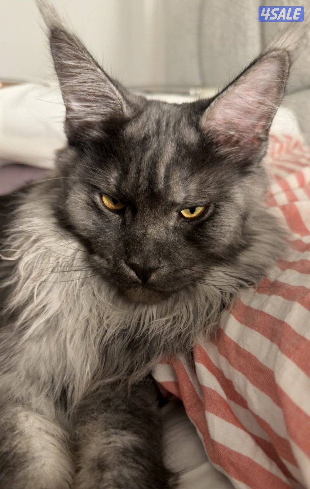 طالب تزاوجMaine coon0