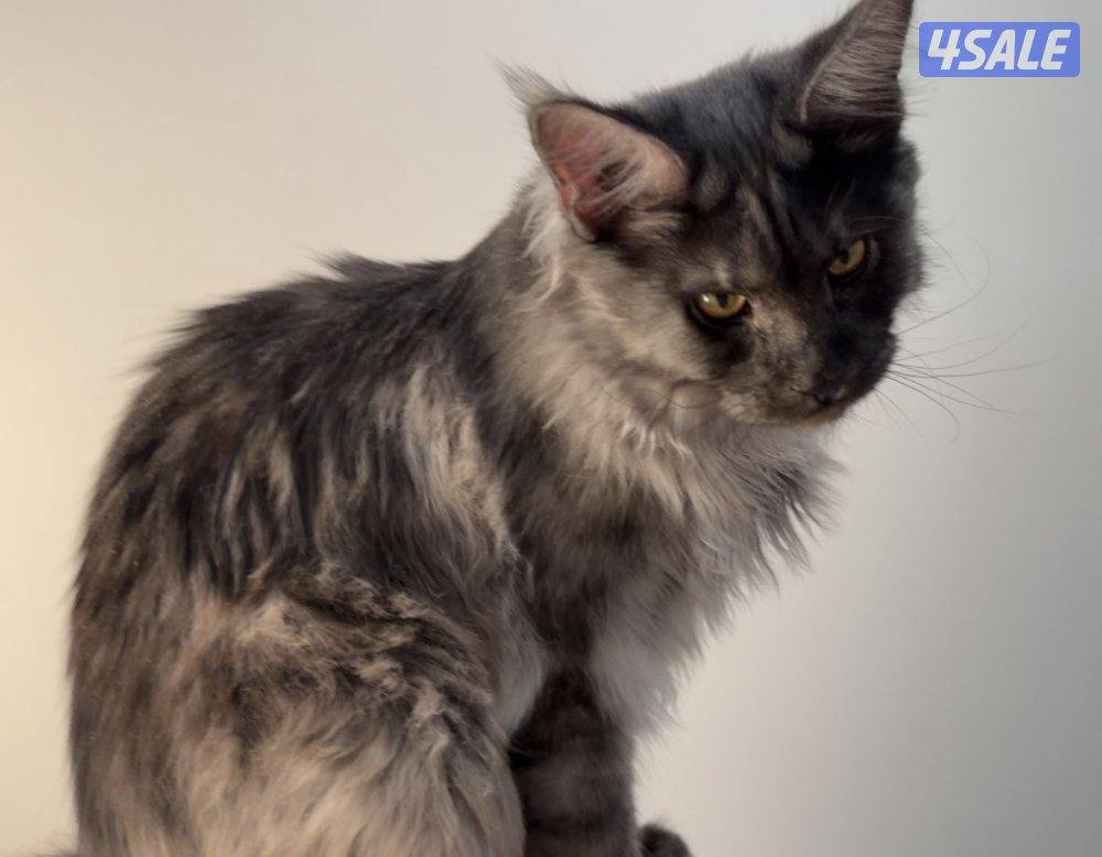 طالب تزاوجMaine coon1