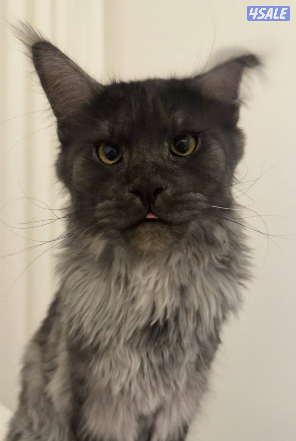 طالب تزاوجMaine coon2