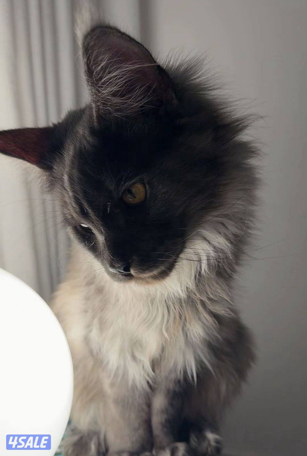 طالب تزاوجMaine coon3