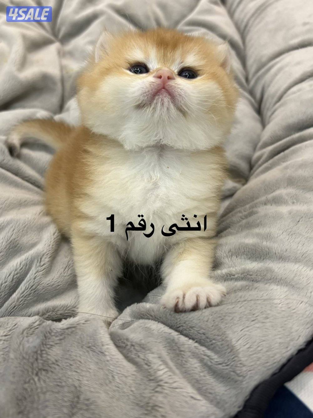 للحجز كتن برتش0