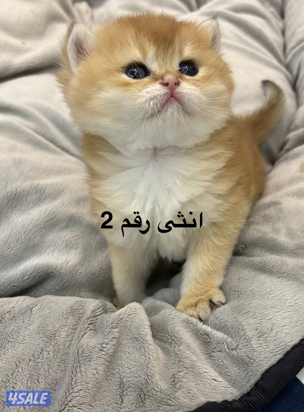 للحجز كتن برتش1