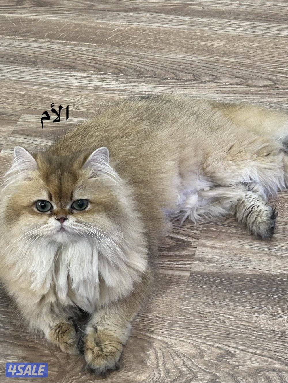 للحجز كتن برتش3