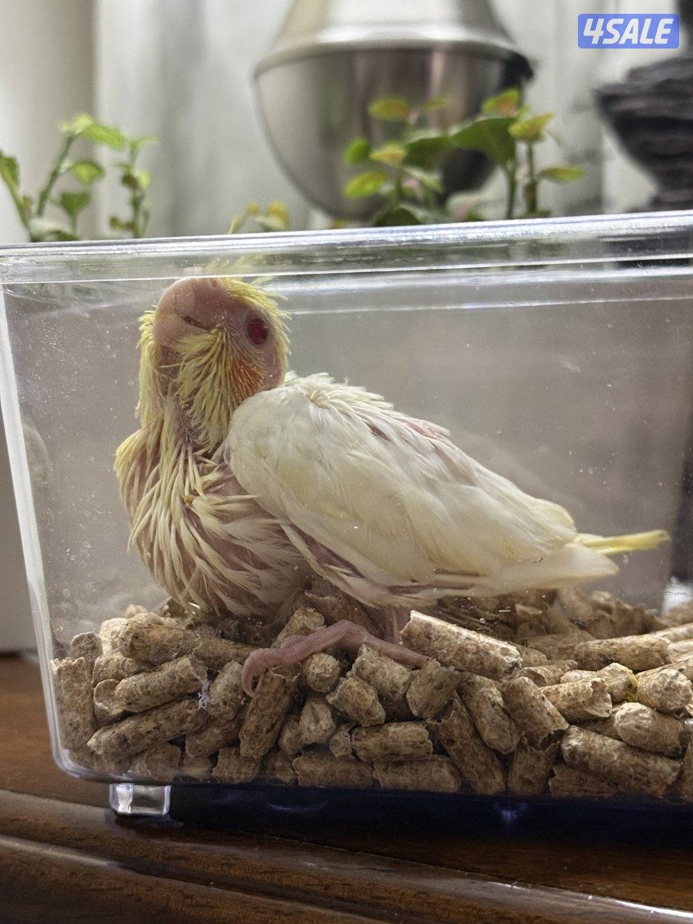 فروخ لوف بيرد ب اقل الاسعار🔥🔥1