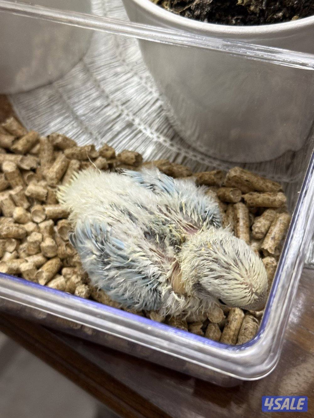 فروخ لوف بيرد ب اقل الاسعار🔥🔥2