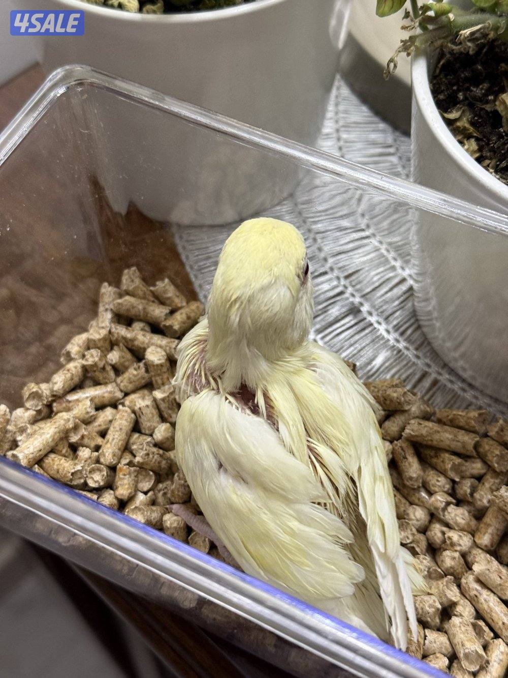 فروخ لوف بيرد ب اقل الاسعار🔥🔥4