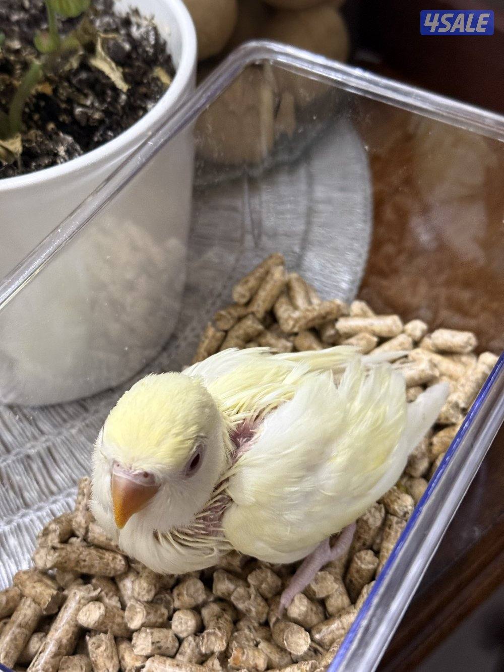 فروخ لوف بيرد ب اقل الاسعار🔥🔥5