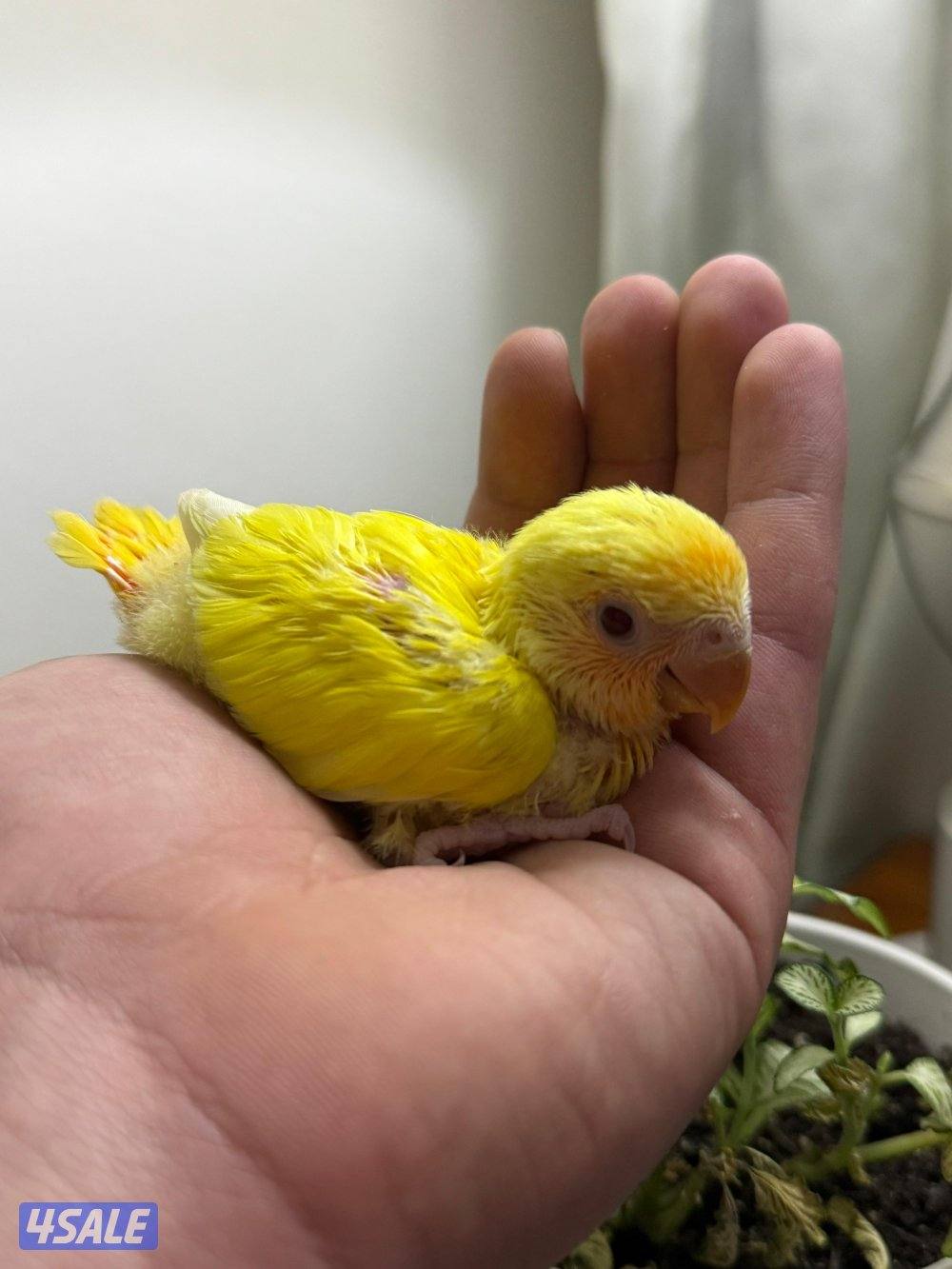 فروخ لوف بيرد ب اقل الاسعار🔥🔥6