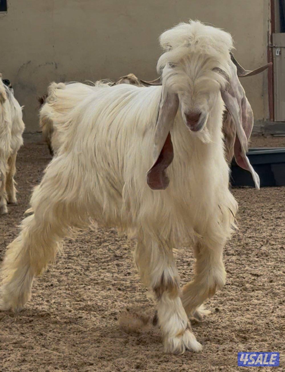 جذع عارضي اصفر مرسس1