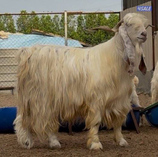 جذع عارضي اصفر مرسس2