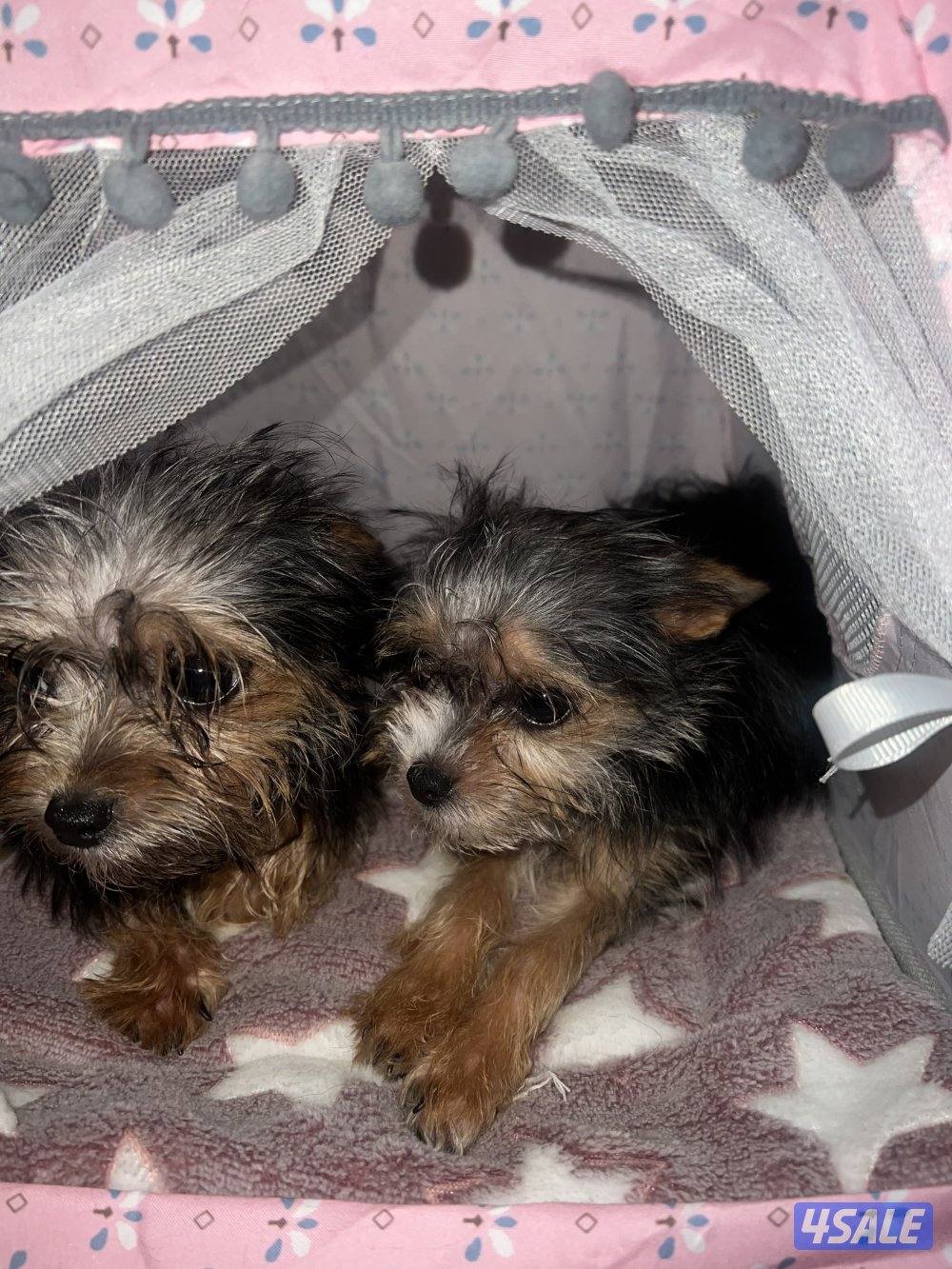 yorkshiere   4months old both are male hypoallergenic0