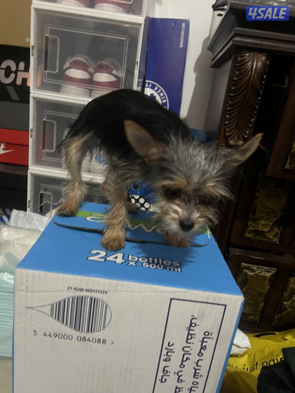 yorkshiere   4months old both are male hypoallergenic1